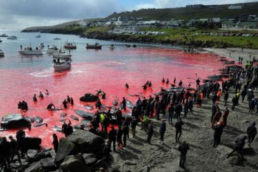 Express force les Féroé à défendre le massacre des baleines