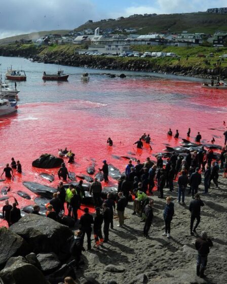 Express force les Féroé à défendre le massacre des baleines