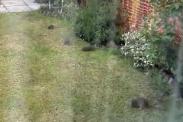 "J'ai vu 20 rats dans notre jardin à la fois - le conseil doit faire quelque chose"