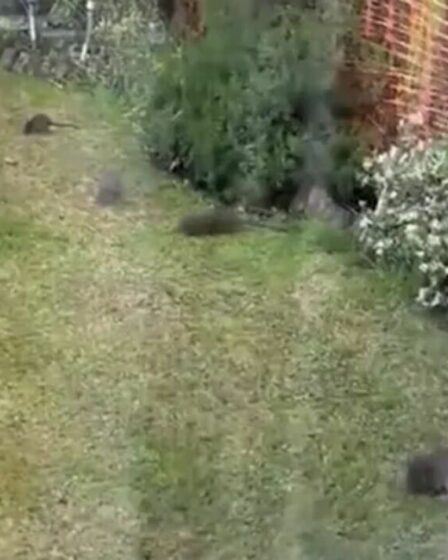 "J'ai vu 20 rats dans notre jardin à la fois - le conseil doit faire quelque chose"