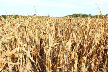 Le changement climatique peut augmenter le risque de mauvaises récoltes simultanées dans les principaux greniers à blé du monde