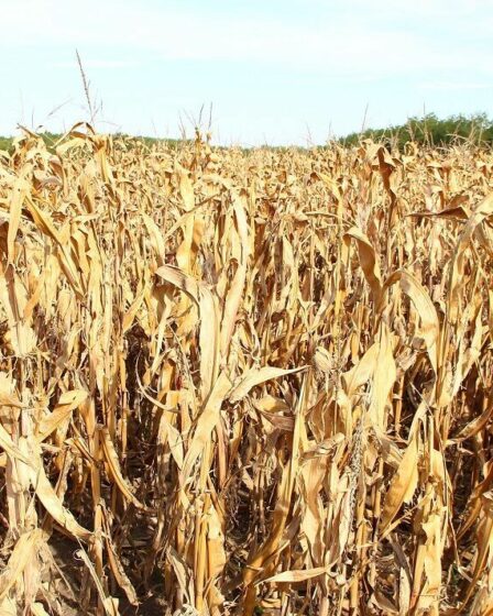 Le changement climatique peut augmenter le risque de mauvaises récoltes simultanées dans les principaux greniers à blé du monde