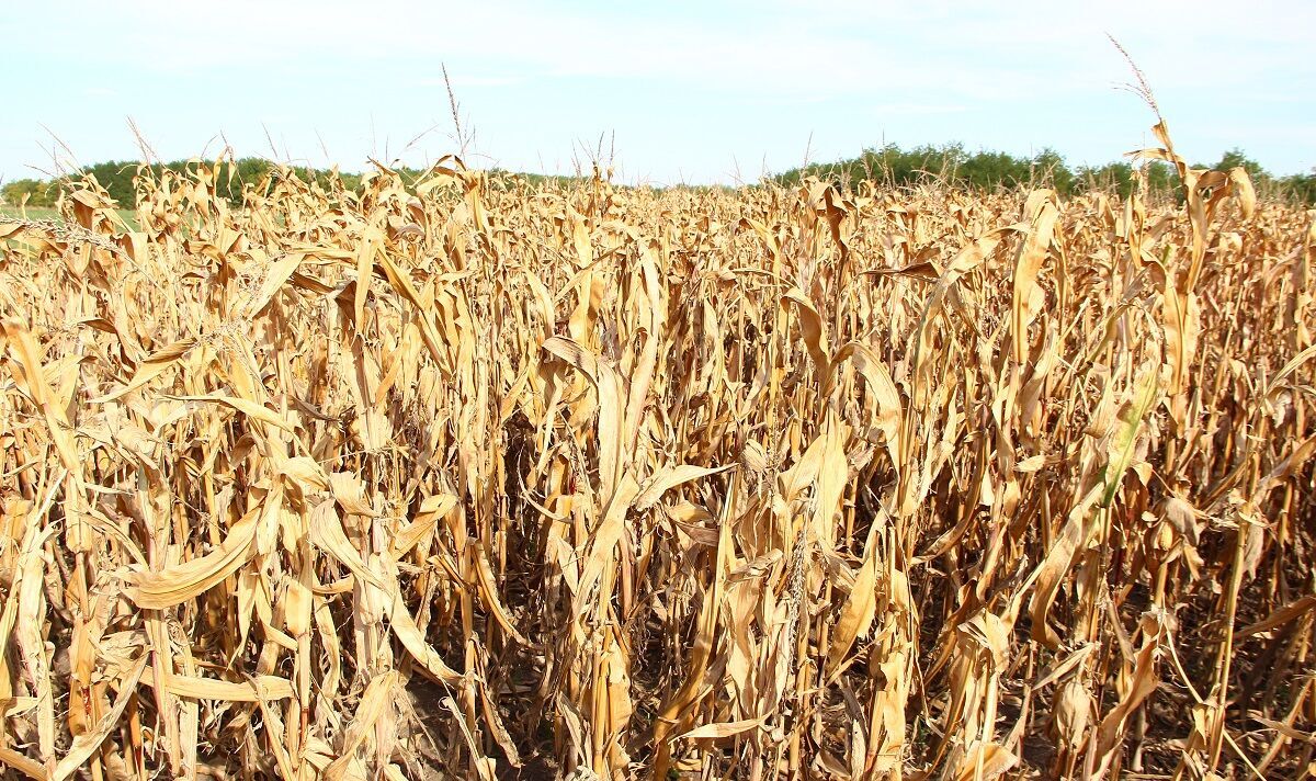 Le changement climatique peut augmenter le risque de mauvaises récoltes simultanées dans les principaux greniers à blé du monde