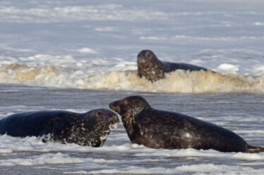 Les députés conservateurs ont appelé à des «mesures de bon sens» pour protéger les phoques britanniques