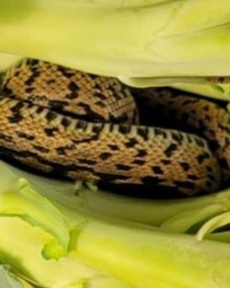 Un acheteur d'Aldi trouve un serpent vivant enroulé dans du brocoli quelques heures après avoir mis des légumes au réfrigérateur
