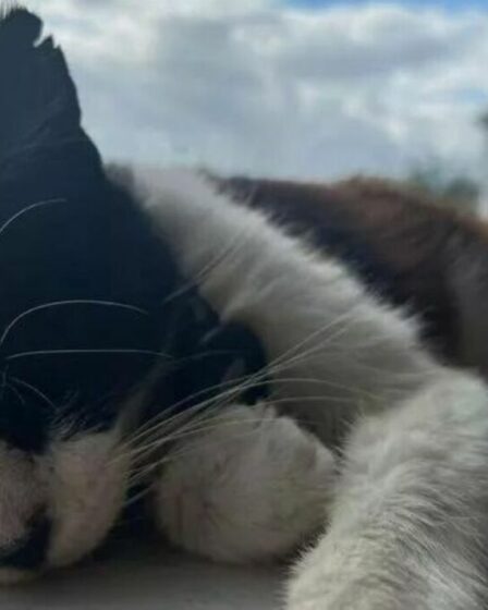 Un chat de compagnie s'est précipité chez le vétérinaire après avoir été «épinglé» par des adolescents qui ont lancé une attaque vicieuse