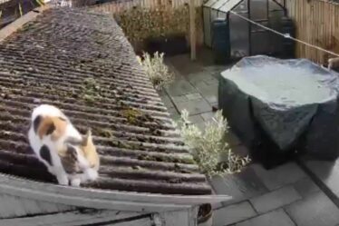 Un chat super-héros capturé par CCTV s'attaquant à l'ennemi de la caméra Ring dans des images hilarantes