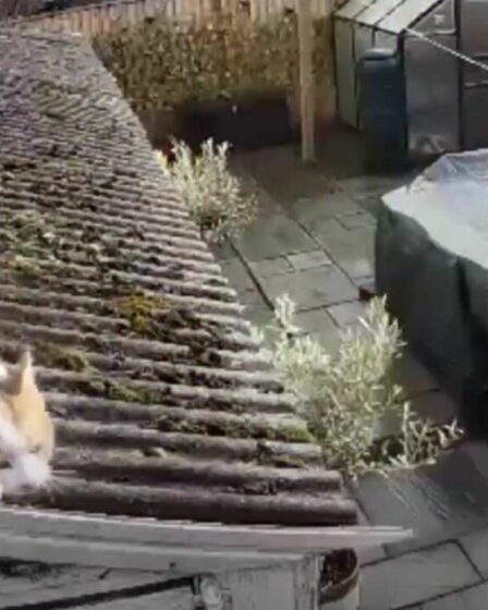 Un chat super-héros capturé par CCTV s'attaquant à l'ennemi de la caméra Ring dans des images hilarantes