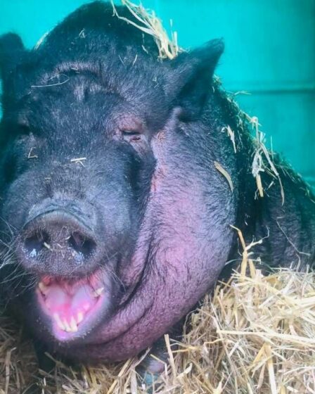 Un cochon obèse nourri avec un régime de malbouffe terrible sauvé de l'horreur après des années de troubles