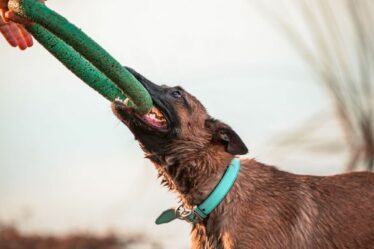 Un expert avertit quelle race de chien pourrait être la cinquième ajoutée à la liste des interdits