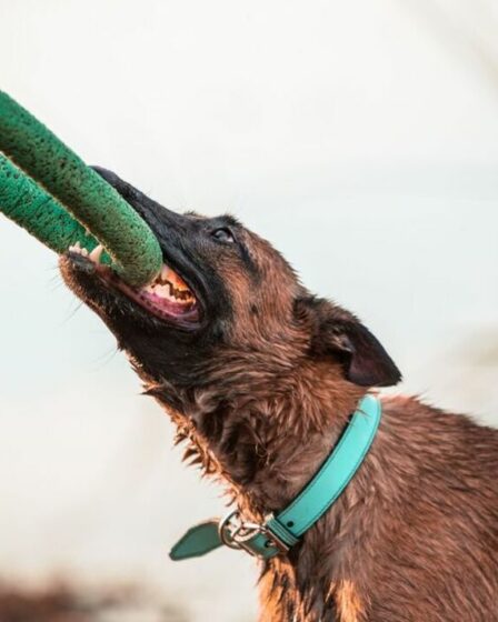Un expert avertit quelle race de chien pourrait être la cinquième ajoutée à la liste des interdits