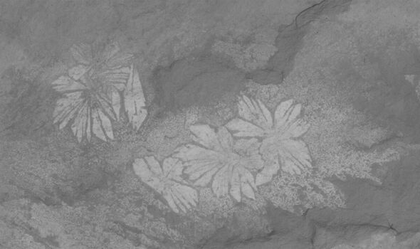 Le spécimen fossile de Shaihuludia shurikeni