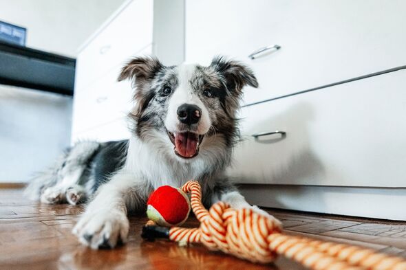 Joli chien border collie allongé avec un jouet pour animaux de compagnie et regardant la caméra à la maison.