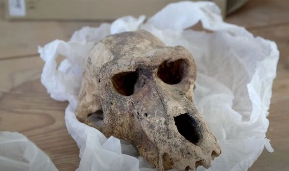 Un crâne de babouin retrouvé dans la tombe