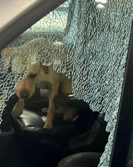Fury over Labrador « enfermé dans un camping-car avec les fenêtres fermées » par temps chaud