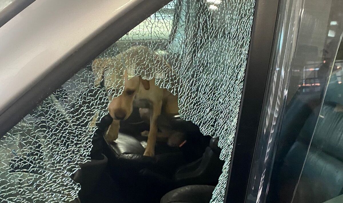 Fury over Labrador « enfermé dans un camping-car avec les fenêtres fermées » par temps chaud