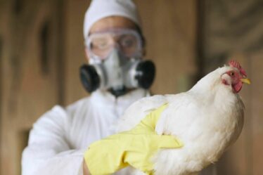 « La grippe aviaire est comme une bombe à retardement » - Les militants appellent à des réformes agricoles majeures
