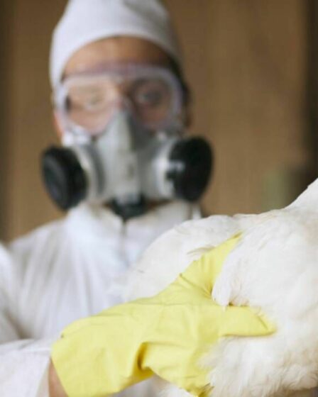 « La grippe aviaire est comme une bombe à retardement » - Les militants appellent à des réformes agricoles majeures