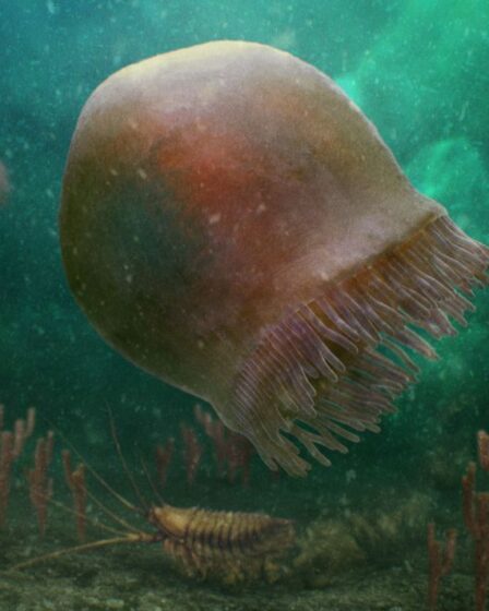 La plus ancienne méduse connue trouvée cachée dans des roches vieilles de 505 millions d'années est une "merveilleuse découverte"