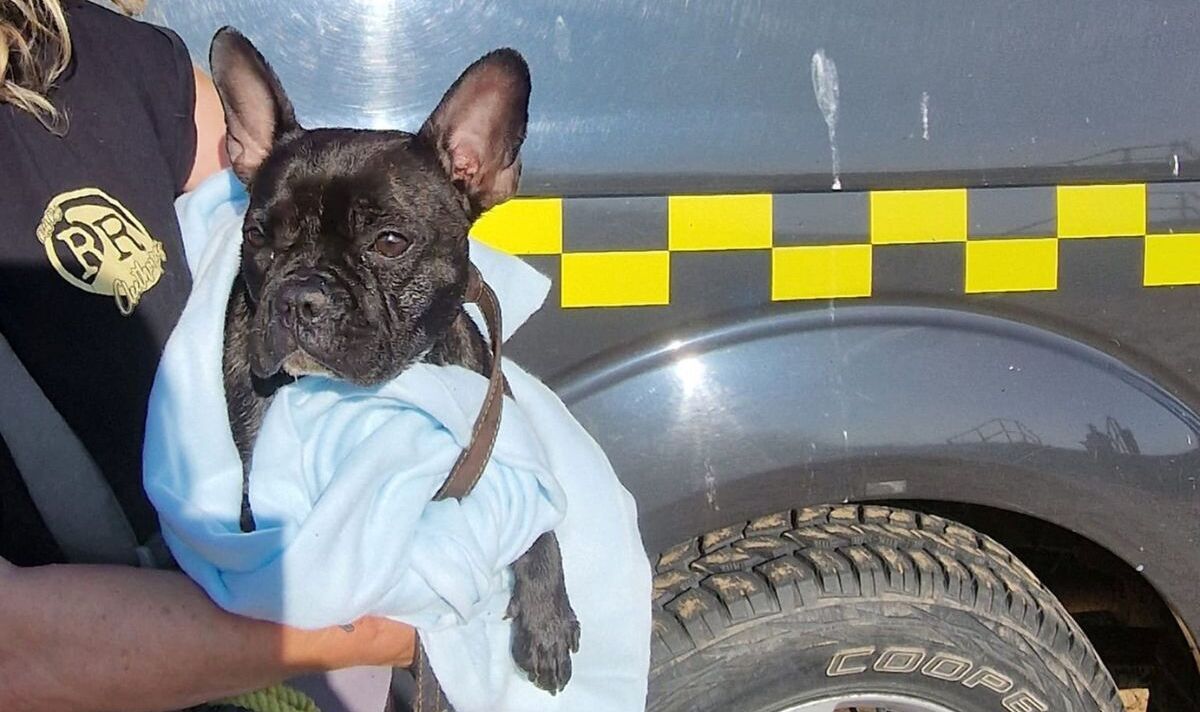 Les propriétaires de chiens sont avertis de garder leurs animaux en laisse après des sauvetages coûteux sur la plage