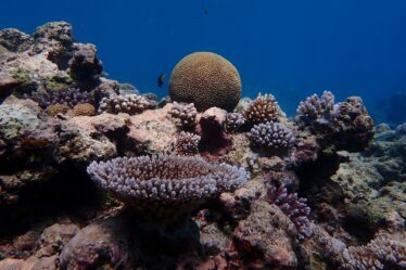 Les récifs coralliens « ne sont peut-être pas aussi vulnérables au changement climatique qu’on le pensait auparavant »