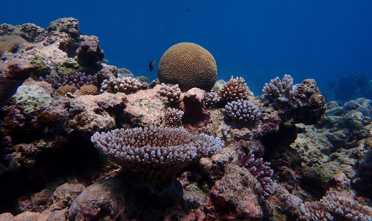 Les récifs coralliens « ne sont peut-être pas aussi vulnérables au changement climatique qu’on le pensait auparavant »