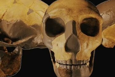 Les scientifiques suggèrent que le crâne déterré pourrait appartenir à une nouvelle espèce d'humain ancien