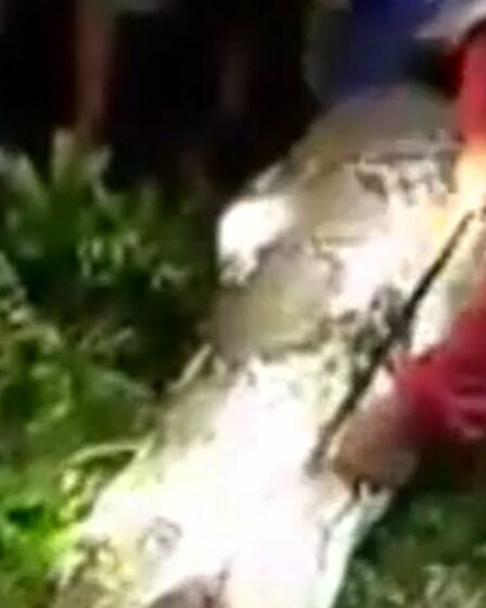 Moment horrible : un homme disparu retrouvé à l'intérieur d'un python alors qu'un énorme serpent le mange en entier