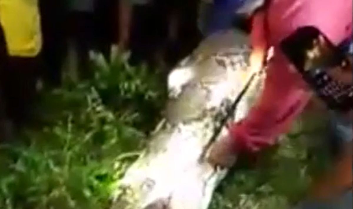 Moment horrible : un homme disparu retrouvé à l'intérieur d'un python alors qu'un énorme serpent le mange en entier