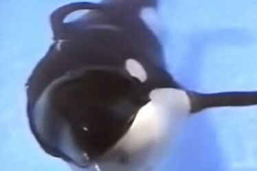 SeaWorld « honteux » de la deuxième orque toujours piégée dans un « petit réservoir stérile » après 50 ans