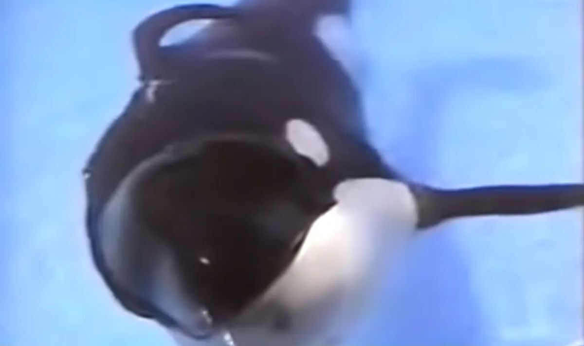 SeaWorld « honteux » de la deuxième orque toujours piégée dans un « petit réservoir stérile » après 50 ans