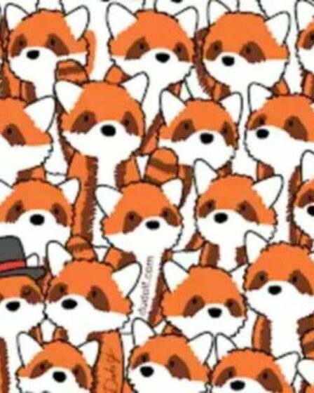 Seuls ceux qui ont une vision de 20/20 peuvent repérer un trio de renards cachés dans une mer de pandas roux