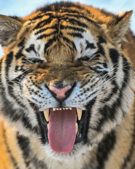 Un tigre de Sibérie attend 12 heures pour tuer deux hommes dans une frénésie de vengeance vicieuse