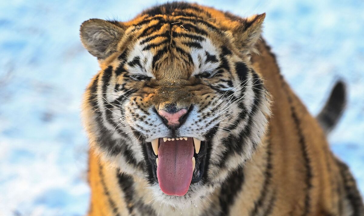 Un tigre de Sibérie attend 12 heures pour tuer deux hommes dans une frénésie de vengeance vicieuse