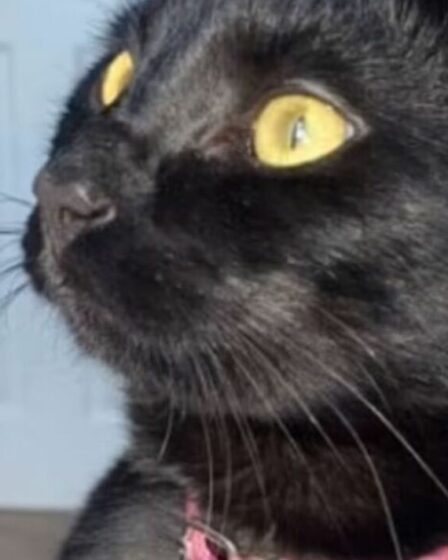 Un tueur de chat "sadique" a recouvert le chaton de sa petite amie d'eau de Javel avant de le battre à mort