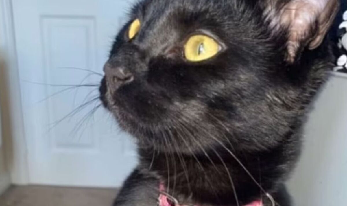 Un tueur de chat "sadique" a recouvert le chaton de sa petite amie d'eau de Javel avant de le battre à mort