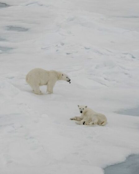 La chute du nombre d’ours polaires est directement liée aux émissions de gaz à effet de serre