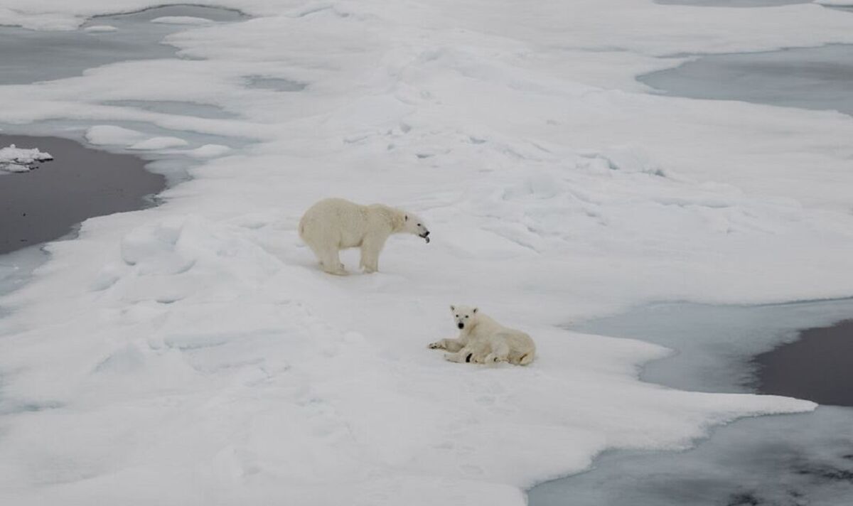 La chute du nombre d’ours polaires est directement liée aux émissions de gaz à effet de serre