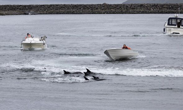 Les vantards chassent les dauphins jusqu'au rivage