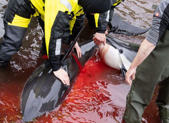   Le sang des dauphins