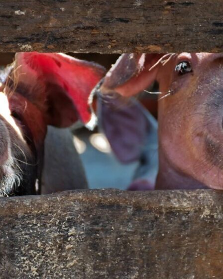 On craint une pandémie mondiale alors que de nouvelles souches virales circulent « inaperçues » chez les porcs depuis des années