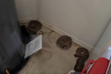 'C'est fou!'  Le propriétaire est parti complètement terrifié après que 20 serpents à sonnettes ont envahi son garage