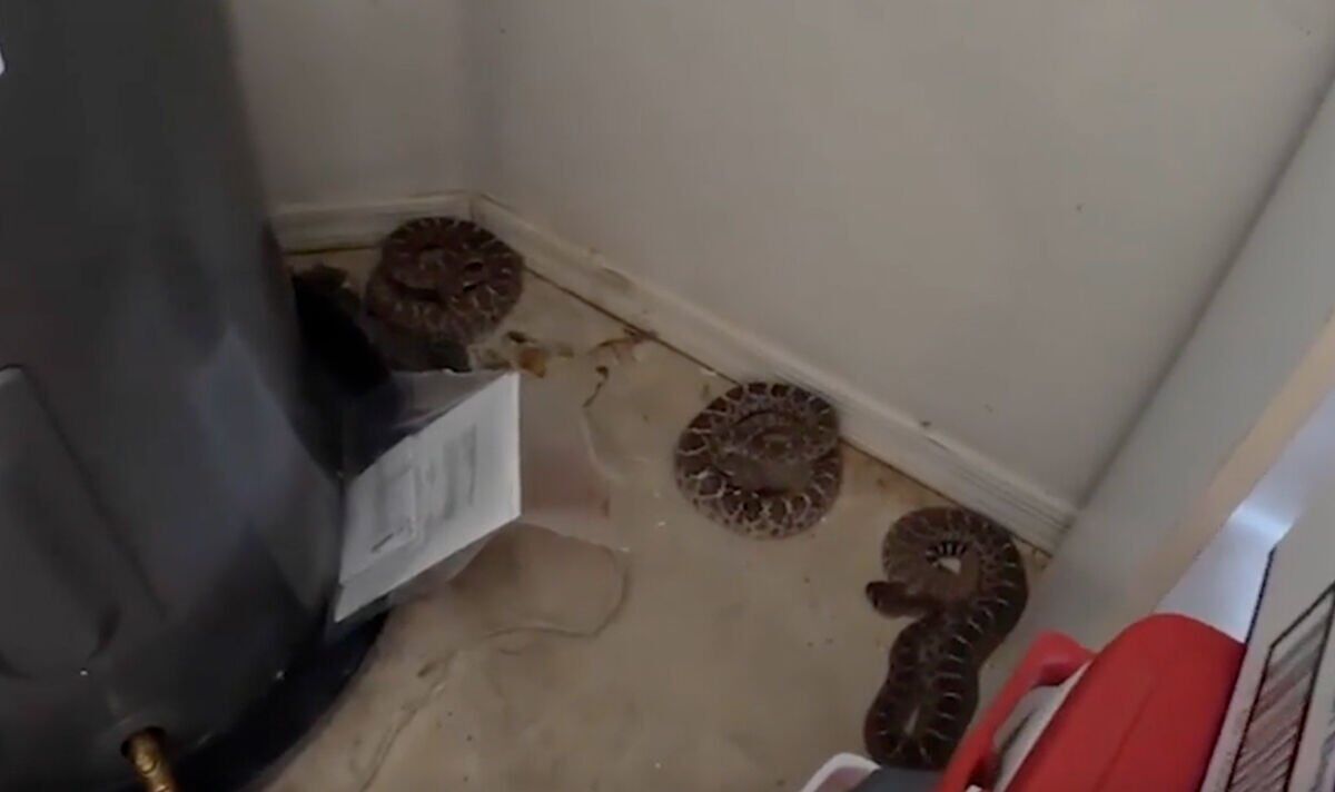 'C'est fou!'  Le propriétaire est parti complètement terrifié après que 20 serpents à sonnettes ont envahi son garage