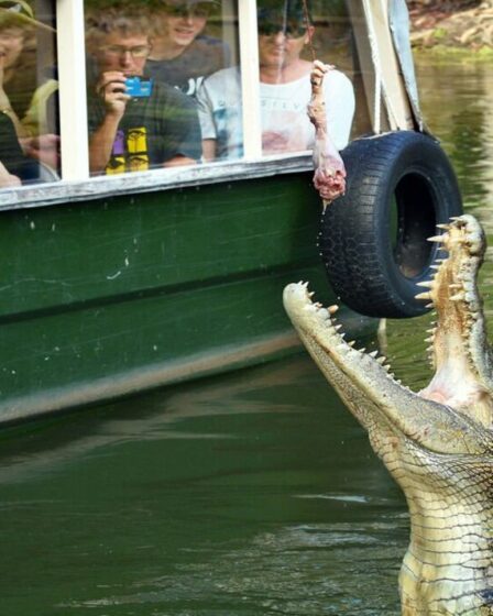Colère face aux crocodiles décapités et craintes que leurs têtes ne soient vendues au marché noir