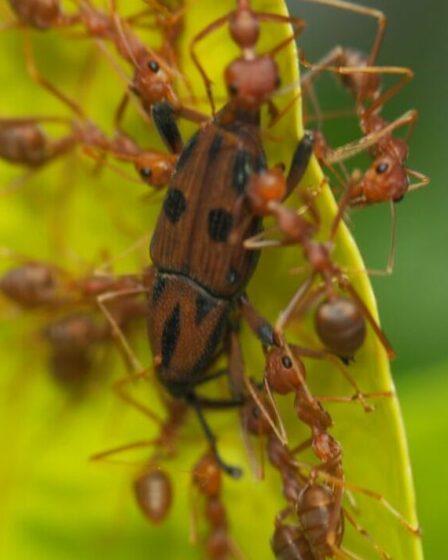De méchants insectes piqueurs envahissent les jardins – et ils se dirigent ensuite vers la Grande-Bretagne