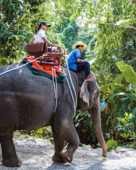 "La pire cruauté envers les animaux de toutes" - Des célébrités soutiennent le projet de loi visant à interdire les publicités touristiques sur les éléphants