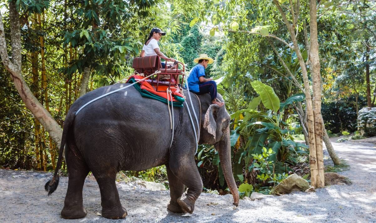 "La pire cruauté envers les animaux de toutes" - Des célébrités soutiennent le projet de loi visant à interdire les publicités touristiques sur les éléphants