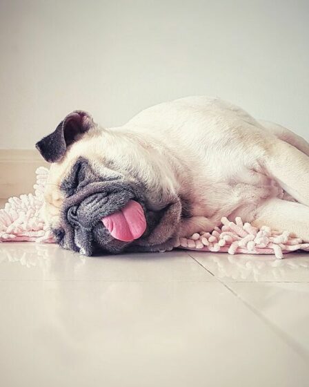Laissez les chiens endormis écouter : les chiens traitent les bruits même pendant la sieste