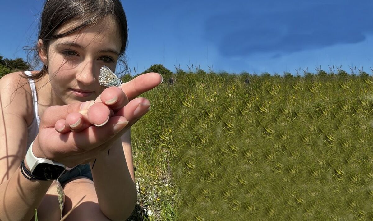 Le nombre de papillons repart après un « déclin inquiétant »