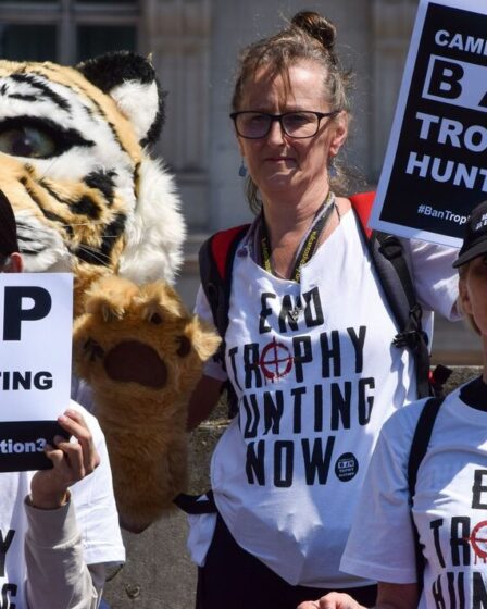 Les militants dénoncent une « embuscade sournoise » tendue par les pairs alors que l’interdiction d’importer des trophées de chasse est bloquée